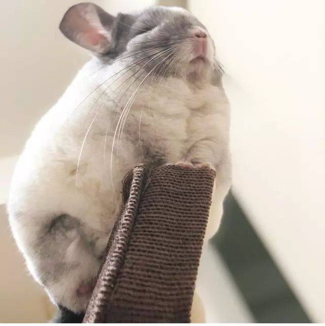 都说龙猫傲娇,可这只龙猫沉迷日常打坐,佛系龙猫本尊
