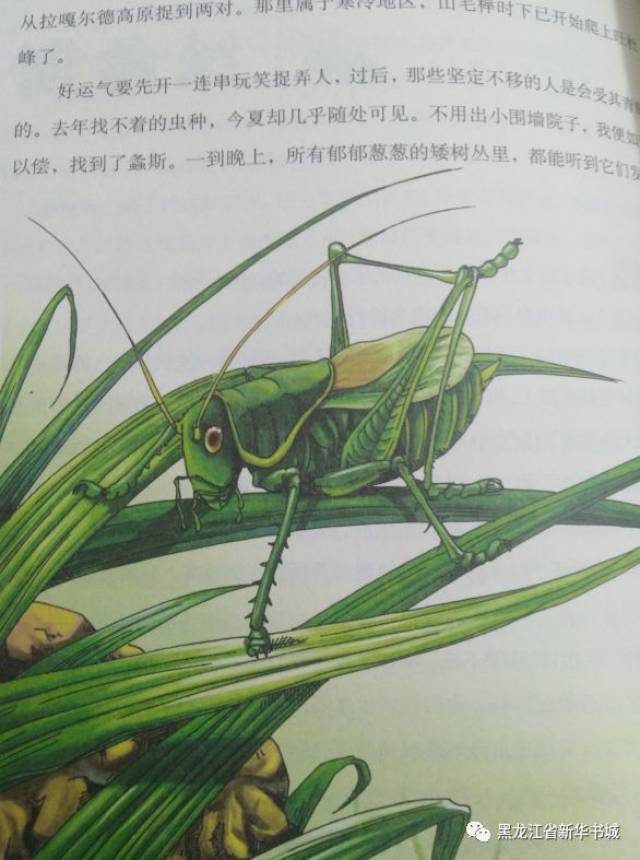 坚果象长这样
