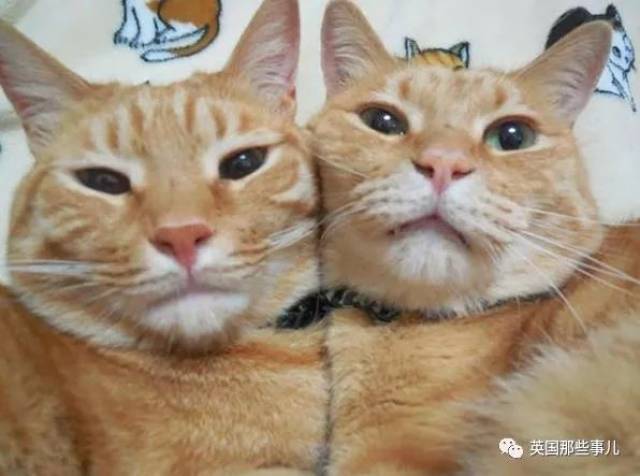 比大小枪还难分,这就是一只猫吧!