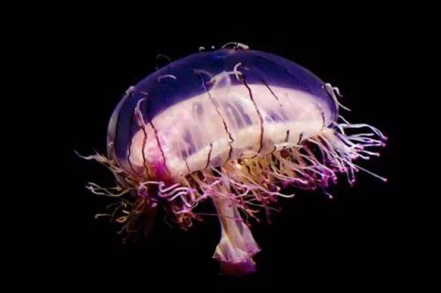 花笠水母  外形酷似美人所戴花斗笠 花笠水母和其他水螅水母相比 它