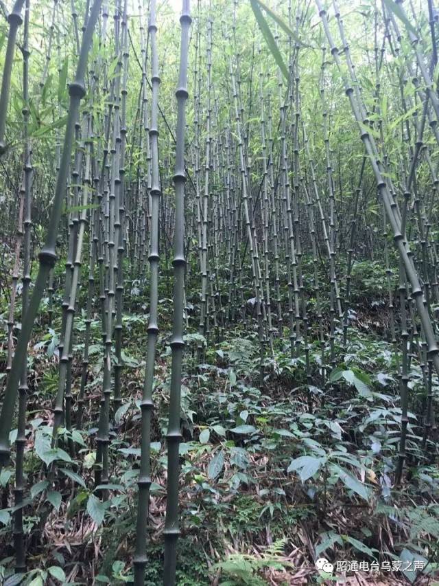 筇竹与罗汉竹,龙头竹,摆竹_大山谷图库