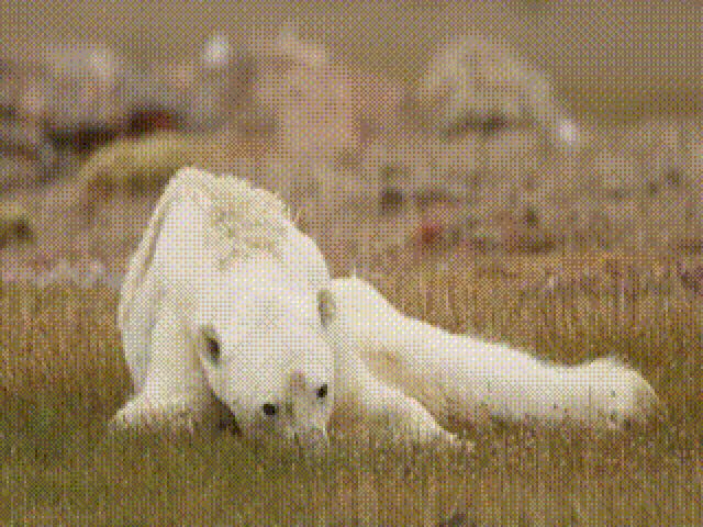 全球高温预警,愿世界对它们温柔以待!