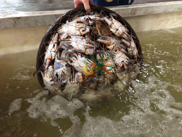 工厂化塑料筐养梭子蟹图片