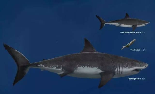 巨齿鲨的祖先最大图片