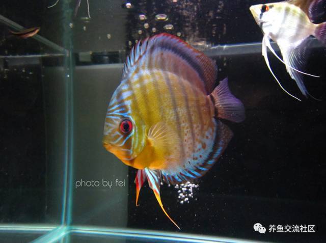 七彩鱼(图鉴)