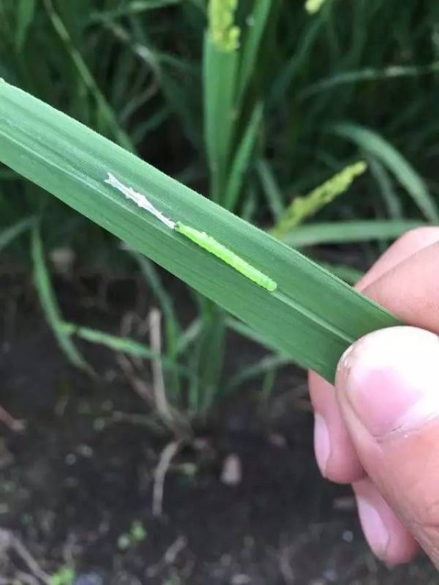 稻螟蛉虫有高发趋势?不怕,这里有最全的防治技术