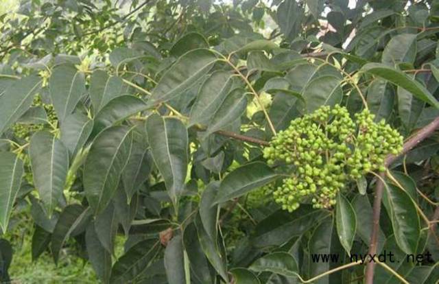 花卉栽培:吴茱萸栽培技术