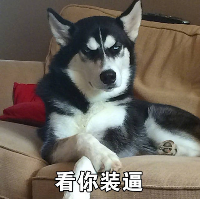 搞笑表情包:哈士奇永远在我心里是表情包人选第一名!