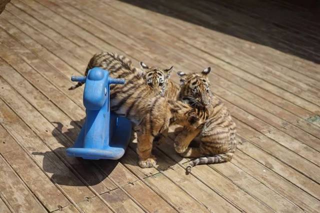 懵懂可爱的小酷虎 ——第一印象很重要 我生活在云南野生动物园的狮虎