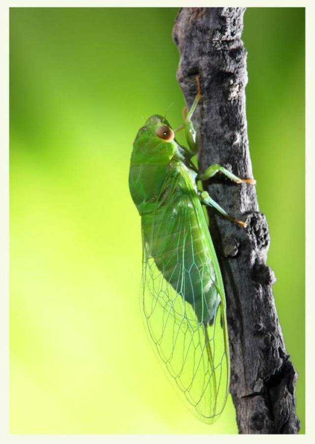 日暮野风生,林蝉候节鸣——捉蝉记