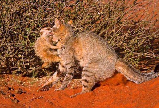 猫鼬不怕死单挑野猫,咬住野猫嘴巴惹怒对方,被直接叼走吃掉