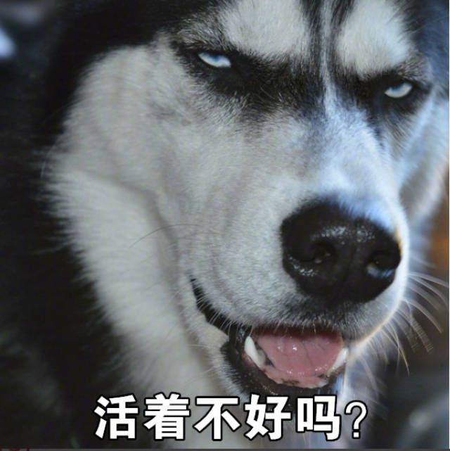搞笑表情包:哈士奇永远在我心里是表情包人选第一名!