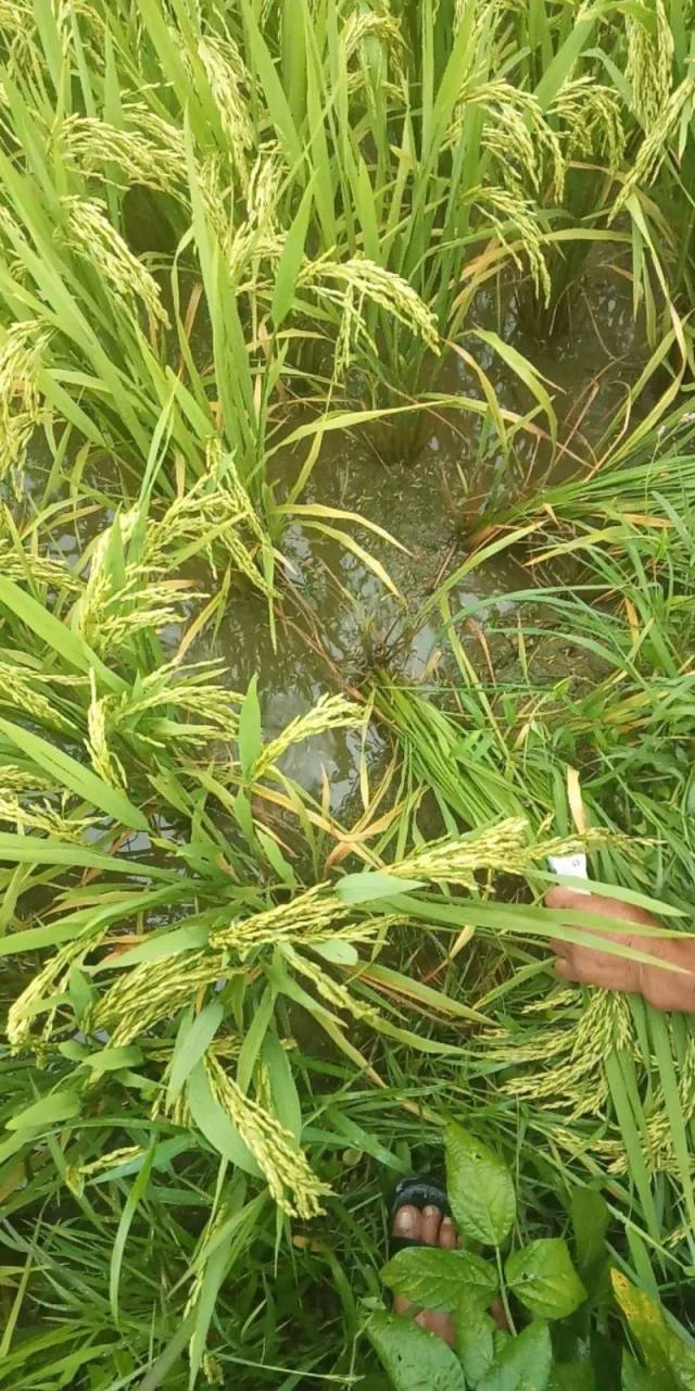 利川凉雾天气预报在线