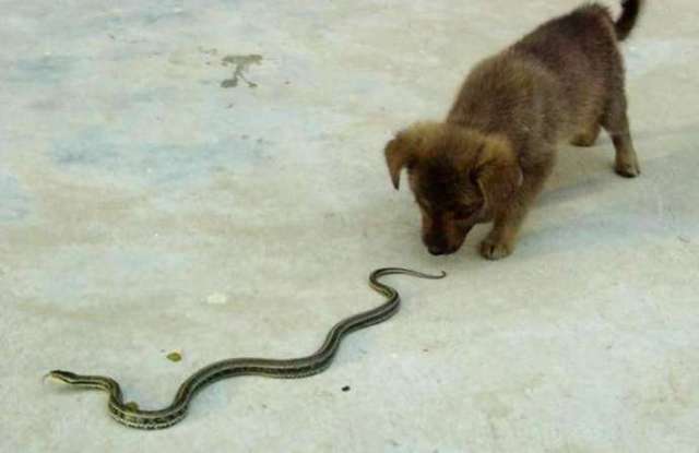 如果家里进蛇了怎么办, 该不该打?