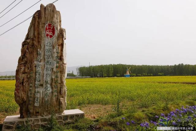 海淀区上庄镇西马坊村-京西稻