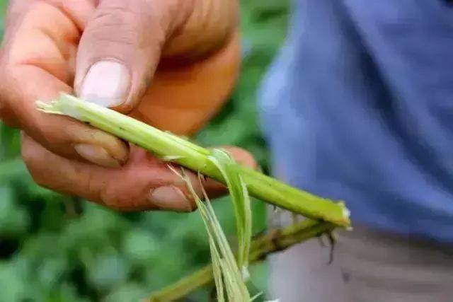 草梗成长老化,内含粗纤维质,正是果树需要的"粗有机"