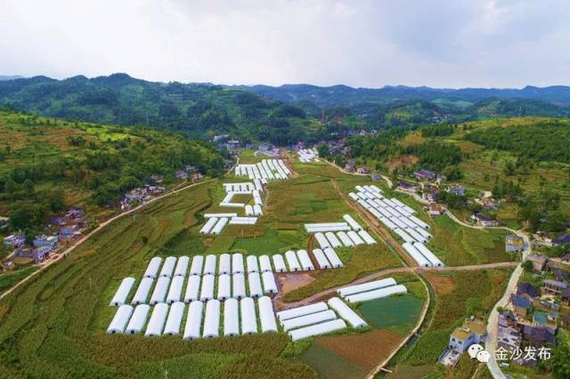 在金沙县,像这样的食用菌基地,恒大集团援建了五个,分别位于长坝镇