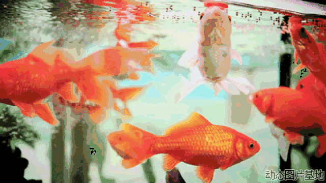 游动的鱼动态壁纸图片