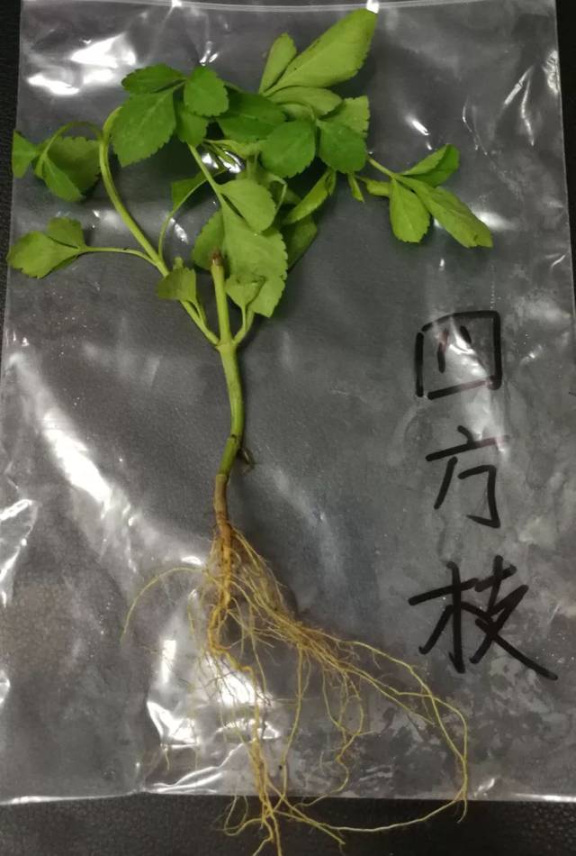 【收藏】最全潮汕地区常见青草药实拍照片及属性对照表(护堤路郭波