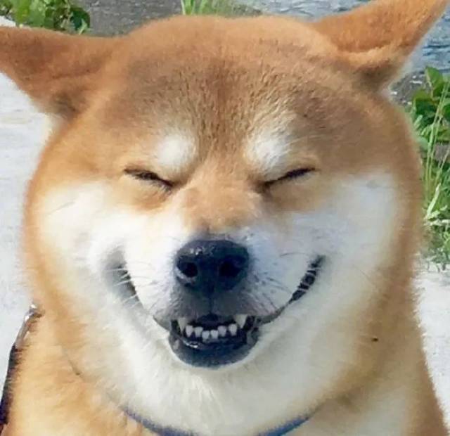 柴犬微笑交叉手表情包图片