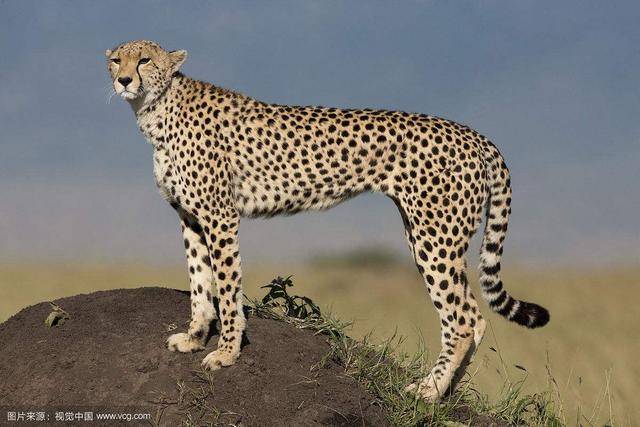 新精气神理论趣解猎豹的眼睛与人的美瞳,黑眼珠小是怎么回事?