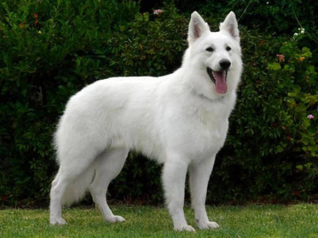 它有着萨摩耶的微笑和德国牧羊犬的体格,在国内很少见的犬种