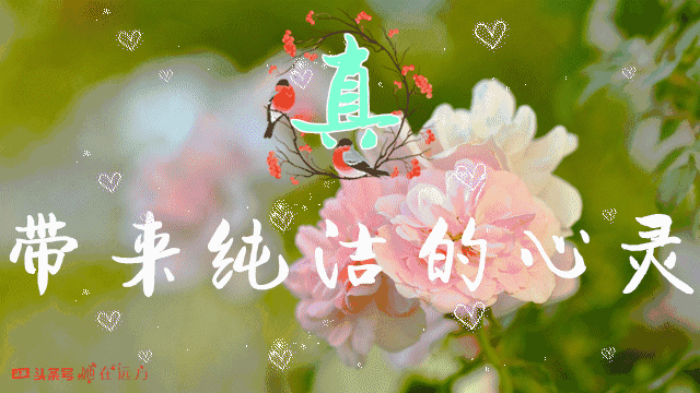 真,带来纯洁的心灵