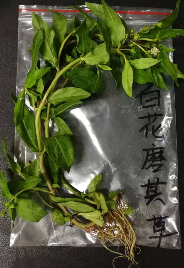 胸部积痛,喉痛,赤痢,肺热咳血,大便下血,急性咽喉炎,扁桃体炎,白喉