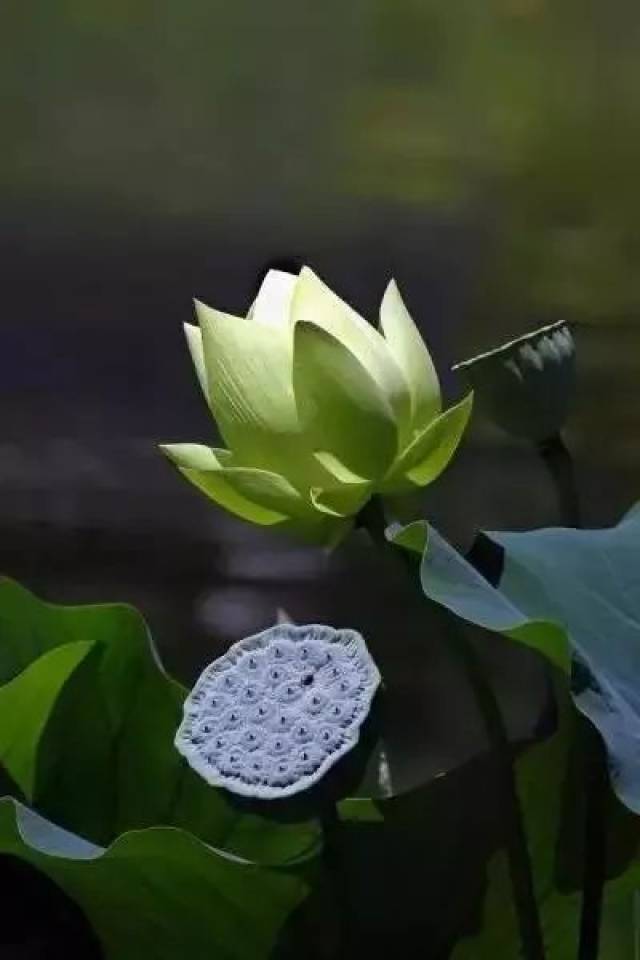 淡然,怡然,坦然