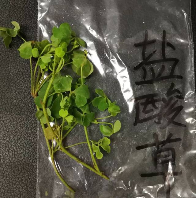 【收藏】最全潮汕地区常见青草药实拍照片及属性对照表(护堤路郭波