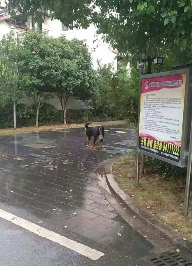 一篇狗被暴打的报道后,我间接告诉了一个因狗而恐惧的人有种网红毒狗