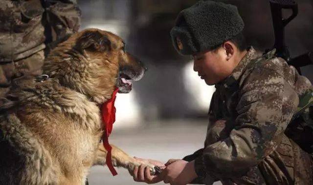 (圖片來源:中國軍網) 而犬的壽命只有10到15年左右,那麼軍犬退役了