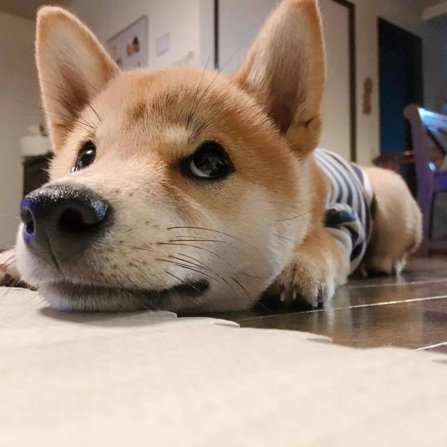 狗子有多单纯?从眼神就能看出来了!