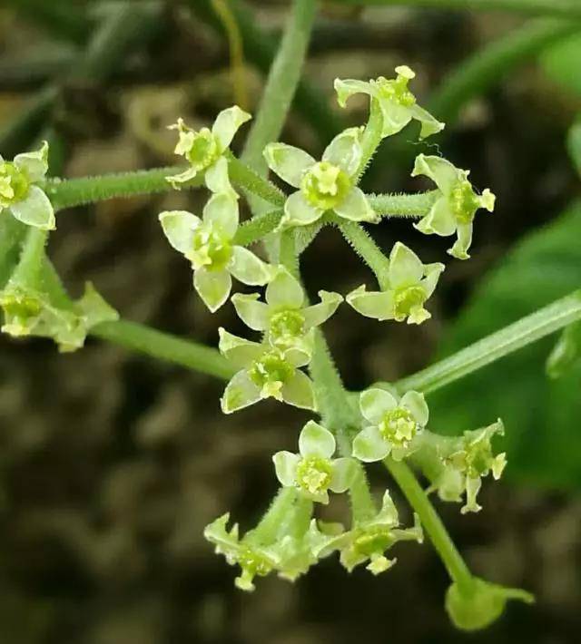 科普一下,三叶青的生物学特性你可以了解下?