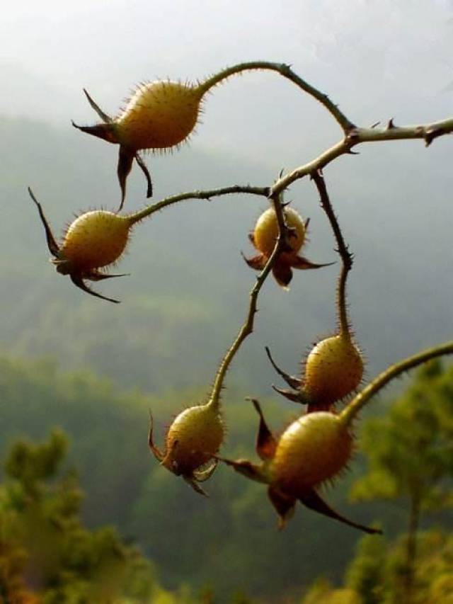 农村这种野果既可以用来泡酒, 还可以用来涩肠止泻