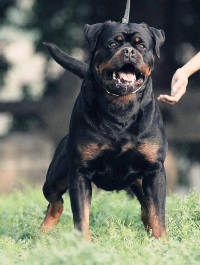 德系罗威纳犬价格罗威纳犬好养吗