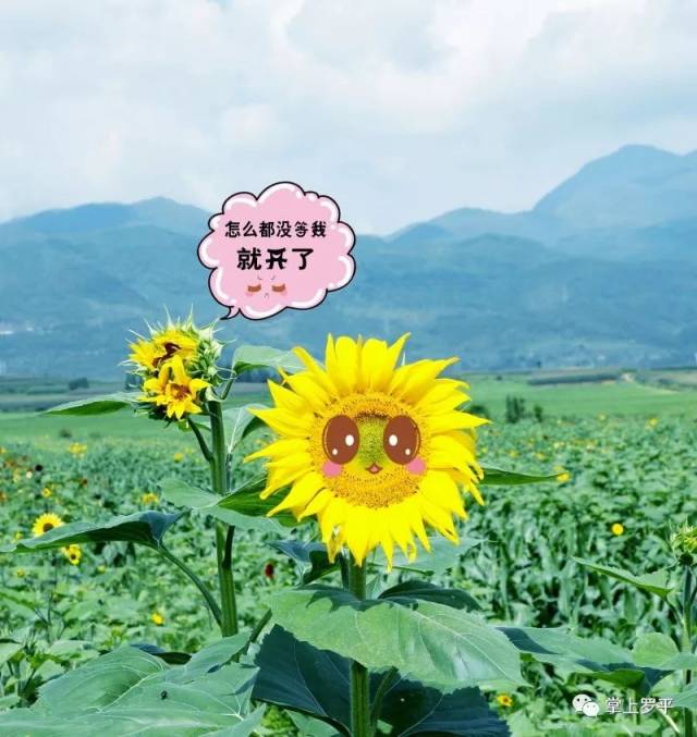 曲靖这里的向日葵已花开成海,快去看!
