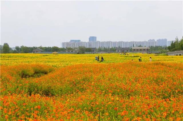 【美翻】大片的向日葵花海,家邊上的網紅拍照地!趁現在趕緊去打卡