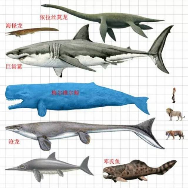 沧龙vs蓝鲸图片