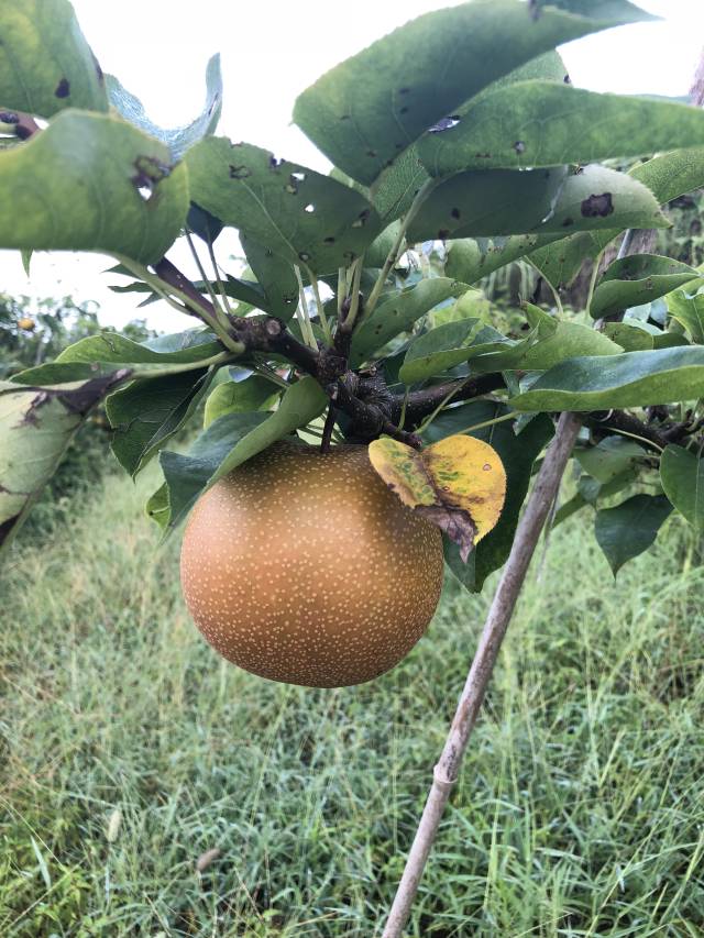 2018[8月中旬]"南方梨王"金秋梨即将成熟了 超级好吃又耐放 金秋梨