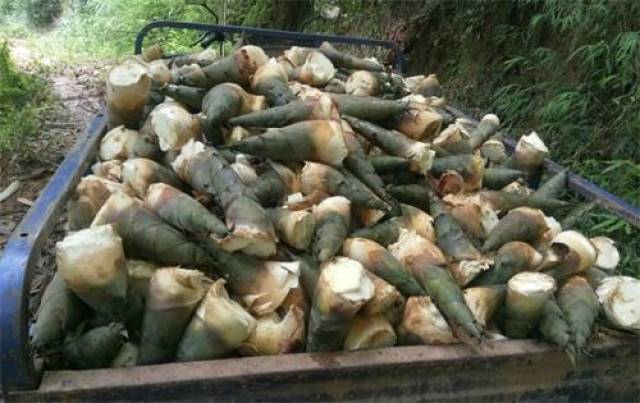 2018年漳州南靖麻笋价格一度低迷,我来为南靖麻笋打call