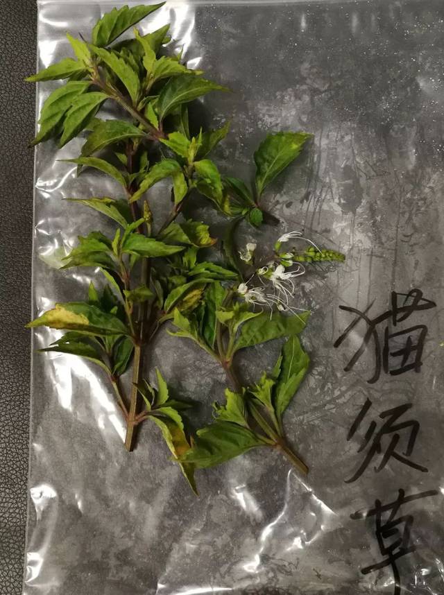 【收藏】最全潮汕地区常见青草药实拍照片及属性对照表(护堤路郭波