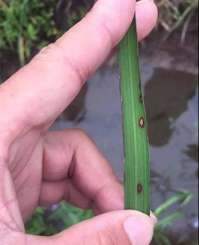 細菌性褐斑病, 是葉片相互摩擦產生的對水稻後期生長影響不大.