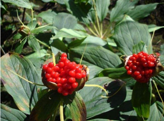 重楼是多种中成药原料,分布在四川,贵州,云南等农村山里的山地树林