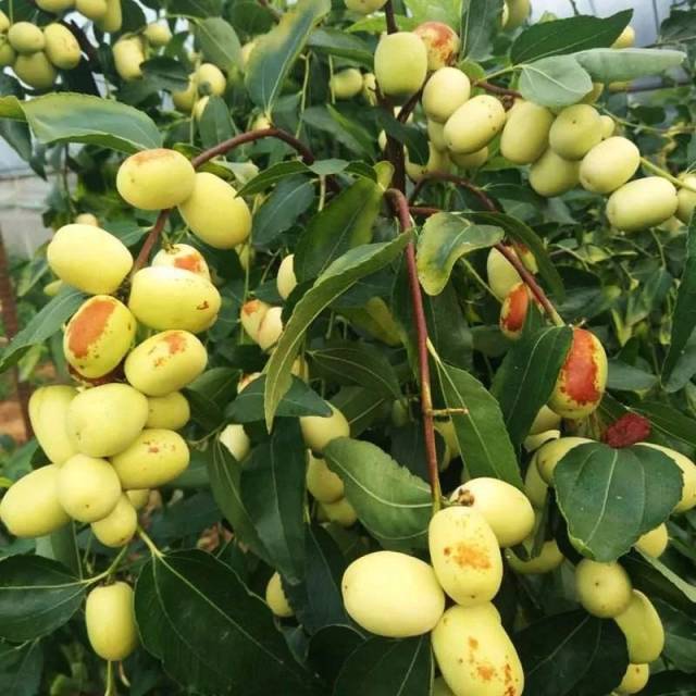 可与冰糖比甜的蒙自金丝枣,沁甜了整个夏日!