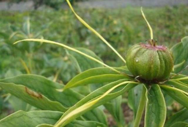 男子号称南川"重楼王",种植10多年,如今每亩毛收入25万