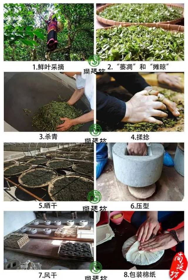 糯香普洱茶制作工艺图片