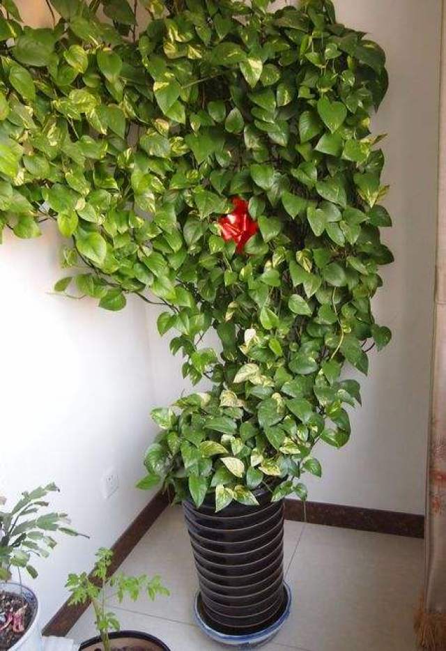 厕所可以放植物吗?植物摆设的风水禁忌报你知
