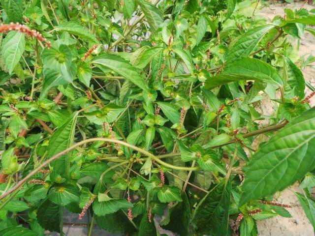 农村田地里的这种草号称"长寿菜",药