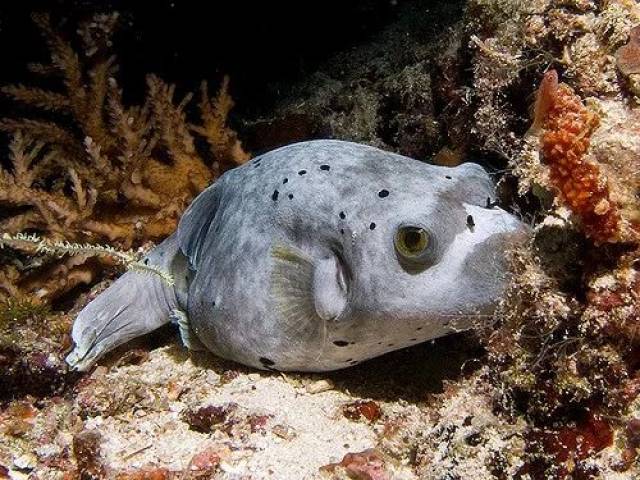 这张脸食人鱼见了都怕鱼友情愿为它单独开缸